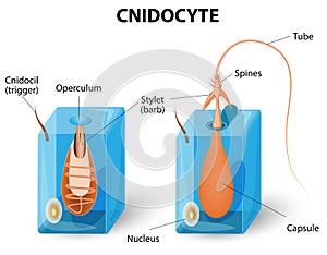 Structure of a nematocyst