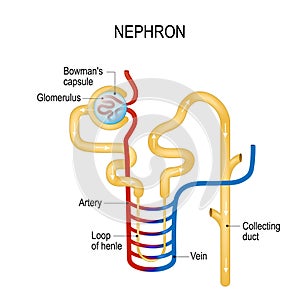 Structure of a Nephron. Formation of the urine photo