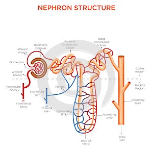 Structure of Nephron Functional Unit of the Kidney photo