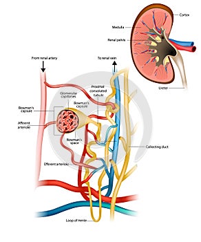 Structure of the Nephron and Glomerular filtration or glomerulus. Nephrology. Renal physiology. photo
