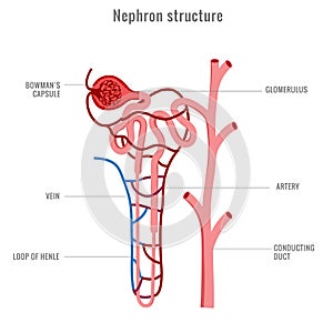 Structure of Nephron in kidney vector illustration photo