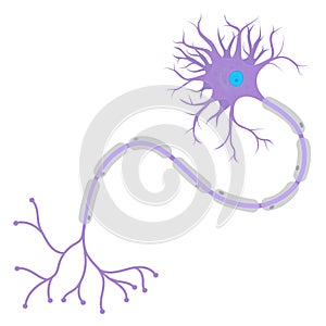 Structure of a Neuron