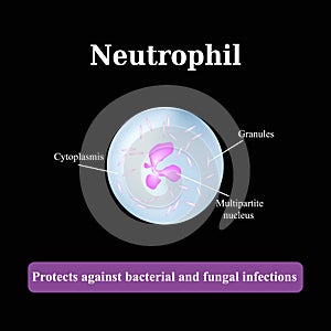 The structure of the neutrophil. Vector illustration