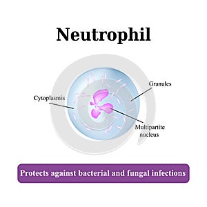 The structure of the neutrophil. Vector illustration