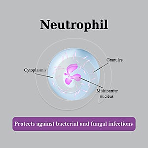 The structure of the neutrophil. Vector illustration