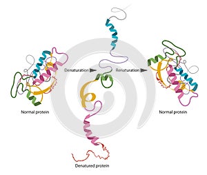 Structure of normal and disassembled protein