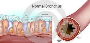 Structure of a normal human bronchus. Cross-section of the airway and a close-up of the pseudostratified ciliated epithelium with