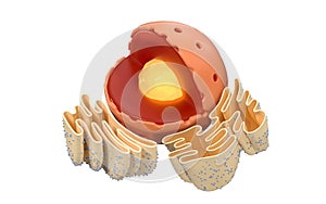 Structure of nuclear and endoplasmic reticulum in an animal cell, 3d rendering. Section view