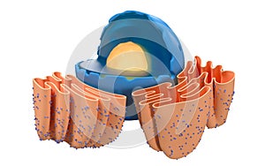 Structure of nuclear and endoplasmic reticulum in an animal cell, 3d rendering. Section view photo