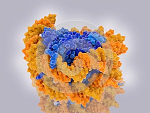 Structure of a nucleosome