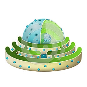 Structure of Nucleus and Rough endoplasmic reticulum