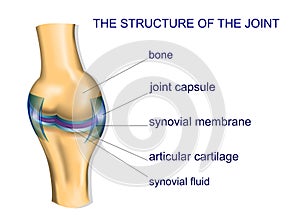 Structure ofthe joint