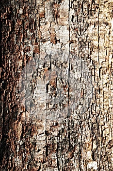 The structure of old decayed wood