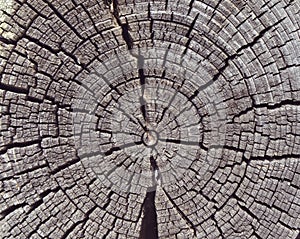The structure of an old round tree closeup
