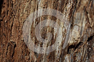 Structure of the old tree