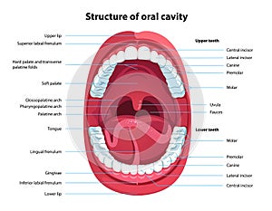 Structure of oral cavity. Human mouth anatomy