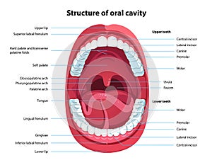 Estructura de cavidad. hombre boca 