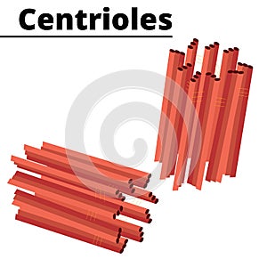 Structure of organelle centrioles cytoskeleton.