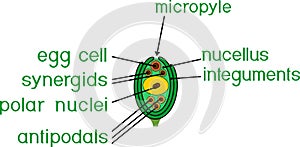 Structure of ovule of angiosperm plants with megagametophyte photo