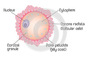 Structure of ovum