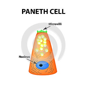 The structure of Paneth cells. Davidoff`s cell. fographics. Vector illustration on isolated background. photo