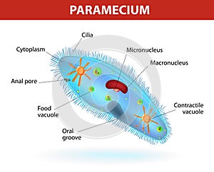 Structure of a paramecium