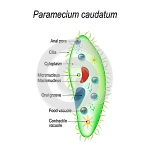 Structure of a paramecium caudatum photo