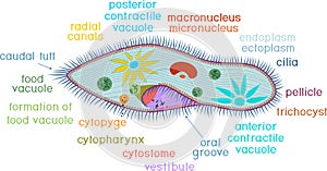 Structure of Paramecium caudatum with titles