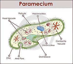 The structure of Paramecium saudatum