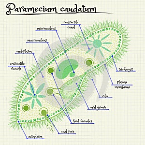 The structure of Paramecium saudatum