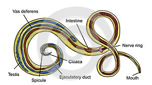 Structure of parasitic roundworm Trichuris trichiura, or whipworm