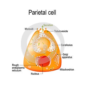 Structure of a parietal oxyntic or delomorphous cell