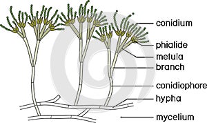 Structure of Penicillium. Mycelium with conidiophore and conidium