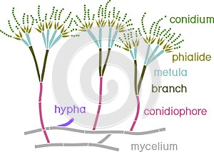 Structure of Penicillium. Mycelium with conidiophore and conidium