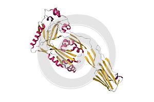 Structure of perfringolysin O photo