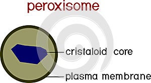 Structure of peroxisome. Educational material for biology lesson