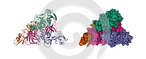 Structure of pertussis toxin