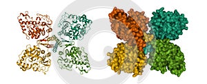 Structure of phenylalanine hydroxylase tetramer photo