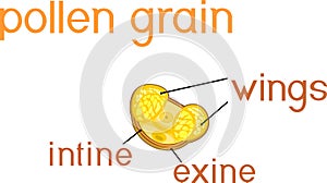 Structure of pine pollen grain with two sac wing