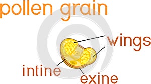 Structure of pine pollen grain with two sac wing photo