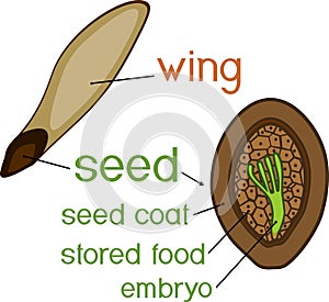 Structure of pine seed with titles