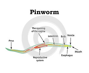The structure of pinworms. Pinworm. Vector illustration on isolated background