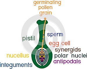 Structure of pistil in the section at the time of double fertilization