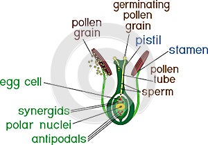 Structure of pistil and stamens in the section at the time of double fertilization