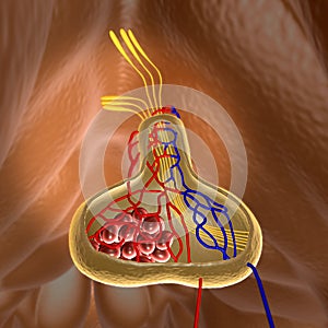 Structure of pituitary