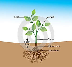 Structure of the plant