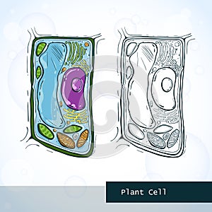 Structure of plant cell