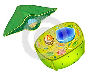 Structure of a plant cell. Cells present in green plants, photosynthetic eukaryotes. Leaf Cross Section Plant