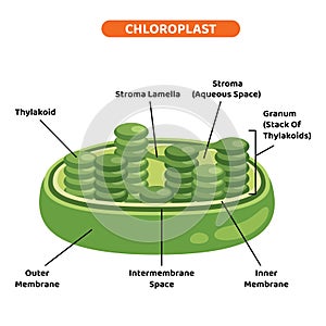 The Structure Of Plant Chloroplast photo