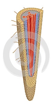 Structure of plant root